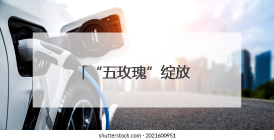 “五玫瑰”绽放 新城小学混编少年足球队勇夺四强