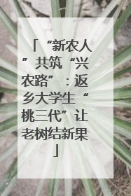 “新农人”共筑“兴农路”：返乡大学生“桃三代”让老树结新果