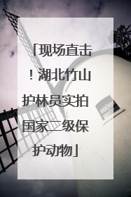现场直击！湖北竹山护林员实拍国家二级保护动物
