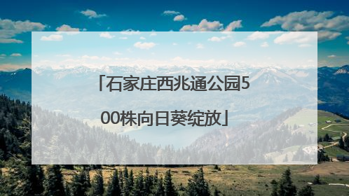 石家庄西兆通公园500株向日葵绽放