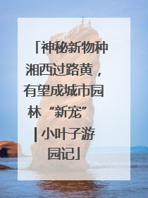 神秘新物种湘西过路黄，有望成城市园林“新宠” | 小叶子游园记