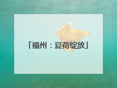 福州：夏荷绽放