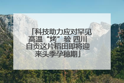 科技助力应对罕见高温“烤”验 四川自贡这片稻田即将迎来头季孕穗期
