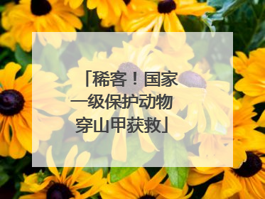 稀客！国家一级保护动物穿山甲获救