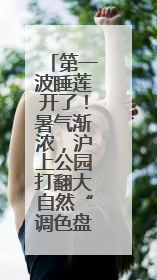 第一波睡莲开了！暑气渐浓，沪上公园打翻大自然“调色盘”