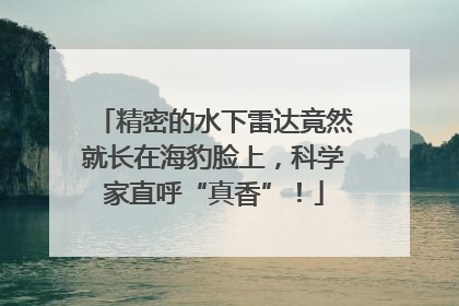精密的水下雷达竟然就长在海豹脸上，科学家直呼“真香”！