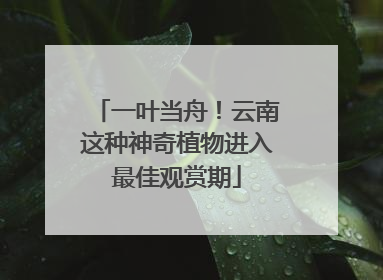 一叶当舟！云南这种神奇植物进入最佳观赏期