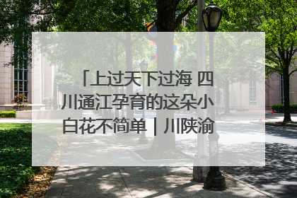 上过天下过海 四川通江孕育的这朵小白花不简单｜川陕渝网络名人巴中行