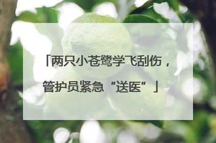 两只小苍鹭学飞刮伤，管护员紧急“送医”