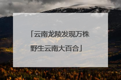 云南龙陵发现万株野生云南大百合