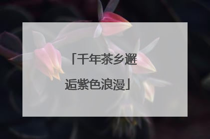 千年茶乡邂逅紫色浪漫