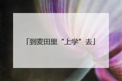 到麦田里“上学”去