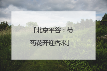 北京平谷：芍药花开迎客来