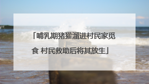 哺乳期猪獾溜进村民家觅食 村民救助后将其放生