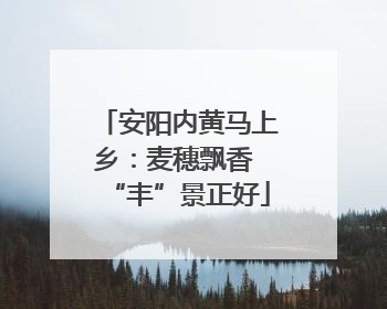 安阳内黄马上乡：麦穗飘香 “丰”景正好