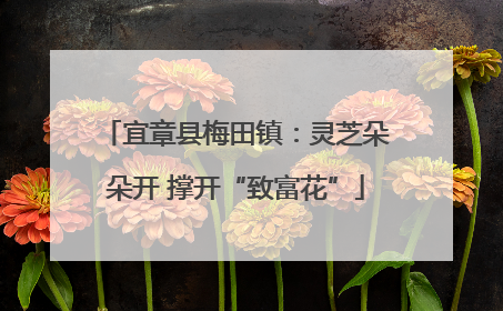宜章县梅田镇：灵芝朵朵开 撑开“致富花”
