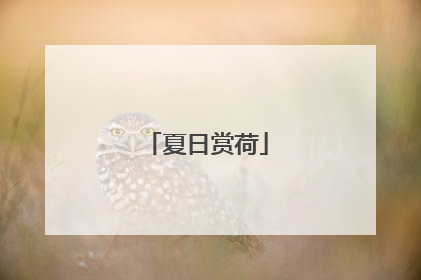 夏日赏荷