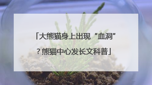 大熊猫身上出现“血洞”？熊猫中心发长文科普
