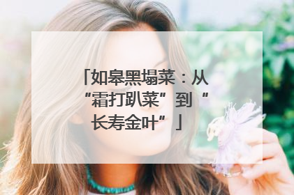 如皋黑塌菜：从“霜打趴菜”到“长寿金叶”