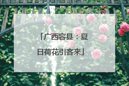 广西容县：夏日荷花引客来