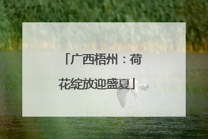 广西梧州：荷花绽放迎盛夏