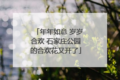 年年如意 岁岁合欢 石家庄公园的合欢花又开了