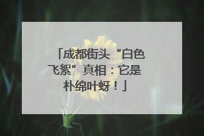 成都街头“白色飞絮”真相：它是朴绵叶蚜！