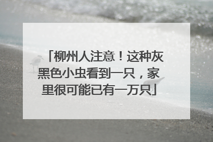 柳州人注意！这种灰黑色小虫看到一只，家里很可能已有一万只