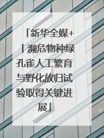 新华全媒+丨濒危物种绿孔雀人工繁育与野化放归试验取得关键进展
