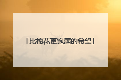 比棉花更饱满的希望