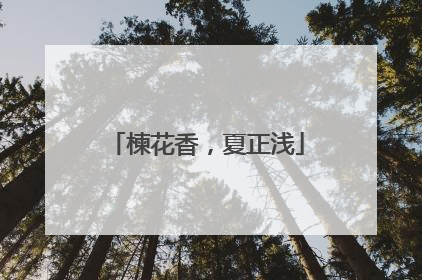 楝花香，夏正浅