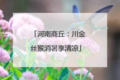 河南商丘：川金丝猴消暑享清凉