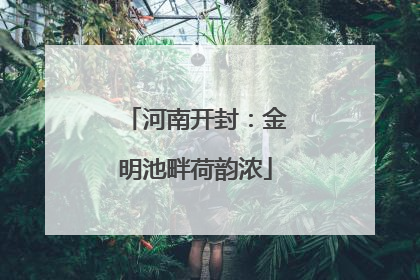 河南开封：金明池畔荷韵浓