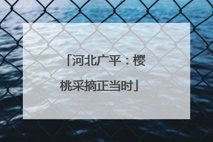 河北广平：樱桃采摘正当时