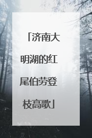 济南大明湖的红尾伯劳登枝高歌