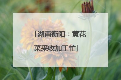 湖南衡阳：黄花菜采收加工忙