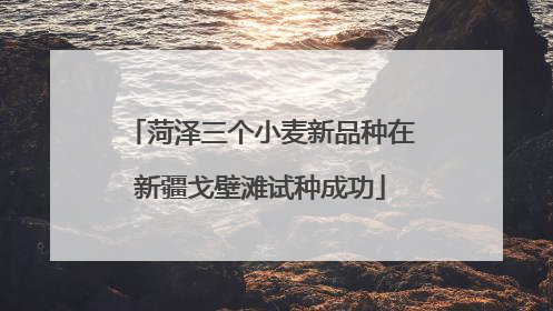 菏泽三个小麦新品种在新疆戈壁滩试种成功