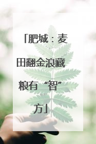 肥城：麦田翻金浪藏粮有“智”方