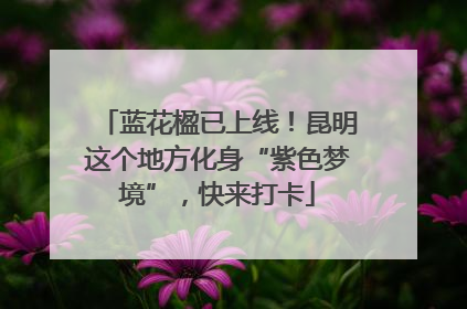 蓝花楹已上线！昆明这个地方化身“紫色梦境”，快来打卡