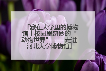 藏在大学里的博物馆丨校园里奇妙的“动物世界”——走进河北大学博物馆