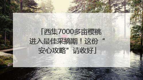西集7000多亩樱桃进入最佳采摘期！这份“安心攻略”请收好