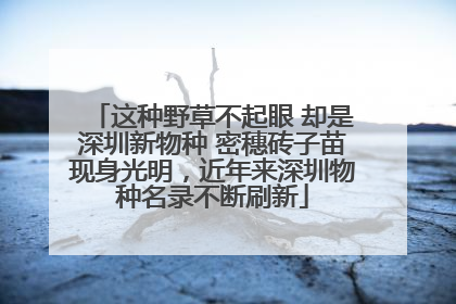 这种野草不起眼 却是深圳新物种 密穗砖子苗现身光明，近年来深圳物种名录不断刷新