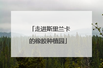 走进斯里兰卡的橡胶种植园