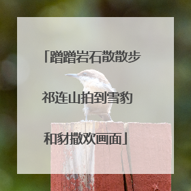 蹭蹭岩石散散步 祁连山拍到雪豹和豺撒欢画面