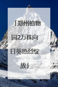郑州植物园2万株向日葵热烈绽放