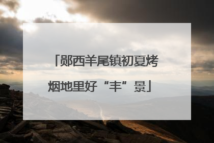 郧西羊尾镇初夏烤烟地里好“丰”景
