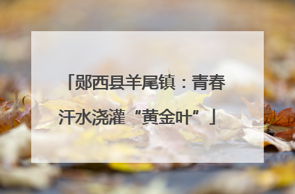 郧西县羊尾镇：青春汗水浇灌“黄金叶”
