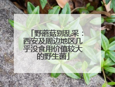 野蘑菇别乱采：西安及周边地区几乎没食用价值较大的野生菌