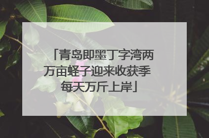 青岛即墨丁字湾两万亩蛏子迎来收获季 每天万斤上岸