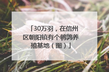 30万羽，在信州区朝阳镇有个鹌鹑养殖基地（图）